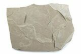 Fossil Insect (Crane Flies & Beetles) Plate - Utah #377172-4